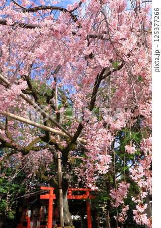 水火天満宮　紅枝垂れ桜 125377266