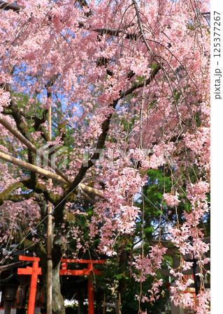 水火天満宮　紅枝垂れ桜 125377267