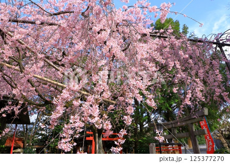 水火天満宮　紅枝垂れ桜 125377270
