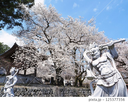 山梨県 桜咲く妙了寺 境内 4月 山梨県 桜咲く妙了寺 境内 4月 125377356