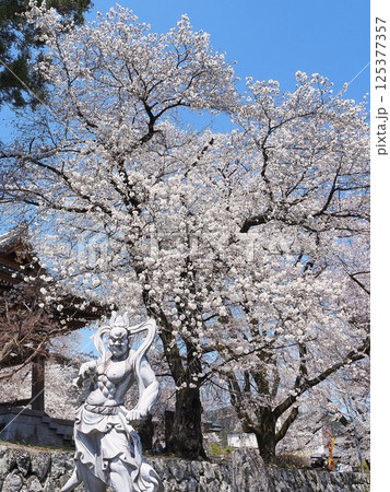 山梨県 満開の桜と仁王像 4月 山梨県 満開の桜と仁王像 4月 125377357