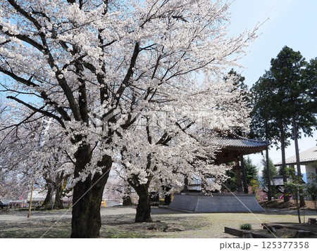 山梨県　満開の桜と鐘楼　4月 125377358
