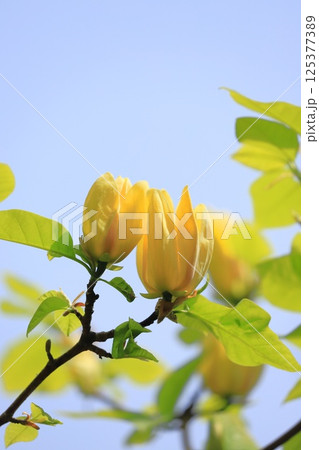 黄花木蓮(キバナモクレン)の花 黄花木蓮(キバナモクレン)の花 125377389