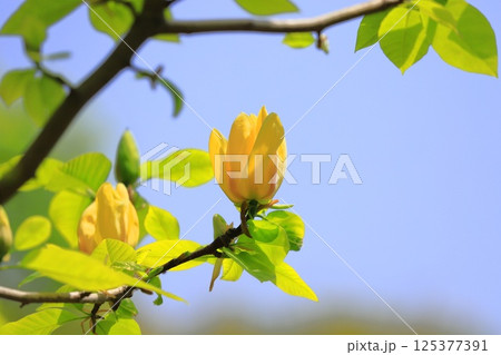黄花木蓮(キバナモクレン)の花 黄花木蓮(キバナモクレン)の花 125377391