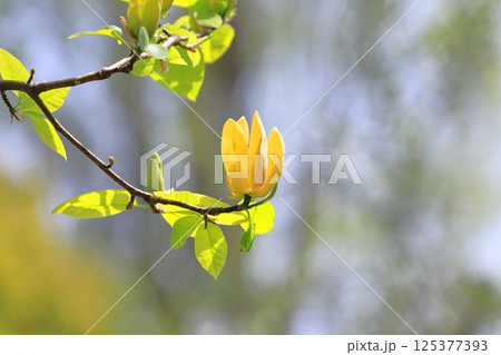 黄花木蓮(キバナモクレン)の花 黄花木蓮(キバナモクレン)の花 125377393