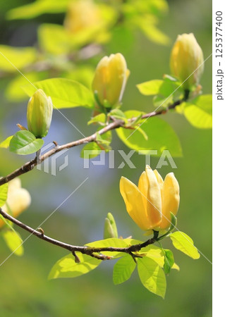 黄花木蓮（キバナモクレン）の花 125377400
