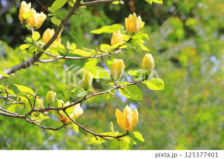 黄花木蓮(キバナモクレン)の花 黄花木蓮(キバナモクレン)の花 125377401
