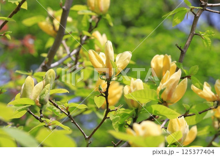黄花木蓮（キバナモクレン）の花 125377404
