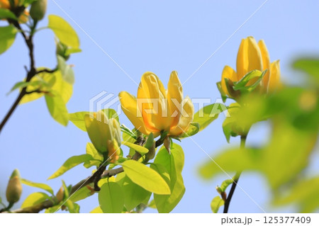 黄花木蓮（キバナモクレン）の花 125377409