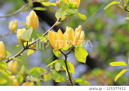 黄花木蓮（キバナモクレン）の花 125377412