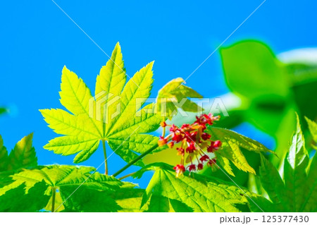 ハウチワカエデの若葉と花 ハウチワカエデの若葉と花 125377430