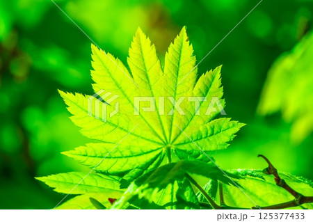 ハウチワカエデの若葉 125377433
