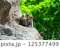 休憩する猿 125377499