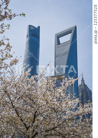 Shanghai, China - 1 April 2025: Shanghai Tower, Jinmao Tower and SWFC rise above blooming spring trees under a sunny sky with fluffy clouds - iconic trio of Pudong's skyline in floral embrace 125377528