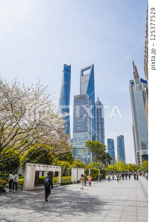 Shanghai, China - 1 April 2025: Visitors stroll along the flowering promenade with Shanghai Tower, Jinmao Tower and SWFC towering in the background under bright spring sunshine. 125377529