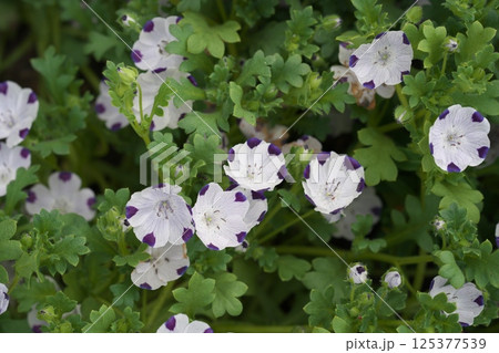ネモフィラ・マクラータ またはルリカラクサ または ファイブスポット ネモフィラ・マクラータ またはルリカラクサ または ファイブスポット 125377539
