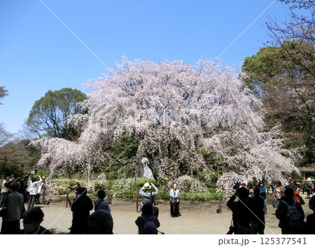 六義園のしだれ桜(東京都文京区) 六義園のしだれ桜(東京都文京区) 125377541