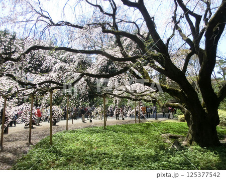 六義園のしだれ桜（東京都文京区） 125377542