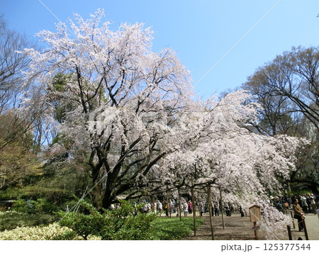 六義園のしだれ桜(東京都文京区) 六義園のしだれ桜(東京都文京区) 125377544