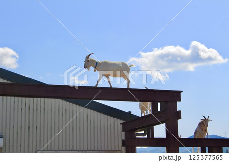 青空の下で橋渡りをするヤギ 青空の下で橋渡りをするヤギ 125377565
