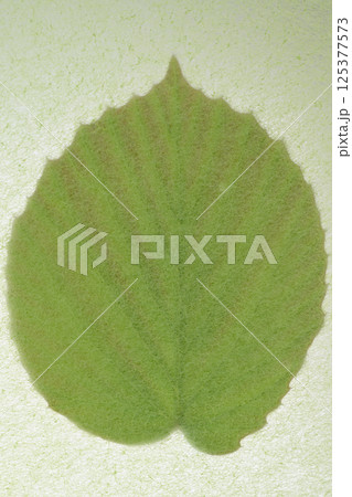 和紙とトサミズキの若葉のコラボ（背景素材） 125377573