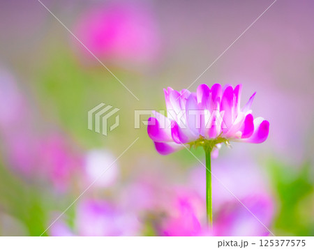 レンゲのアップ 125377575