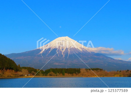 【静岡県】田貫湖展望台から眺める富士山 125377589