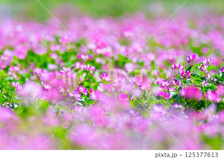 レンゲ畑 125377613