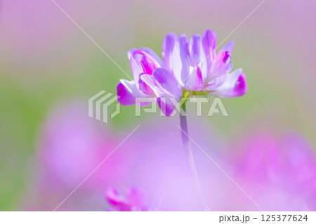 レンゲのアップ レンゲのアップ 125377624