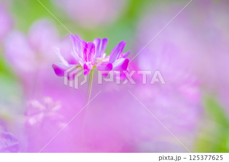 レンゲのアップ 125377625