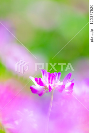 レンゲのアップ 125377626