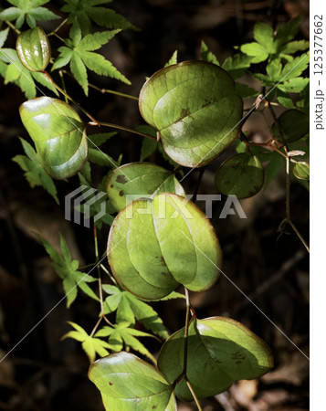 サルトリイバラ科サルトリイバラの芽吹き 125377662