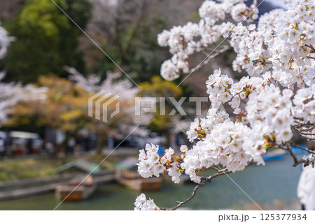 京都嵐山　屋形船のりばと桜 125377934