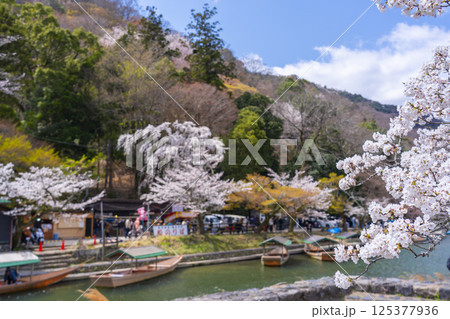 京都嵐山 屋形船のりばと桜 京都嵐山 屋形船のりばと桜 125377936