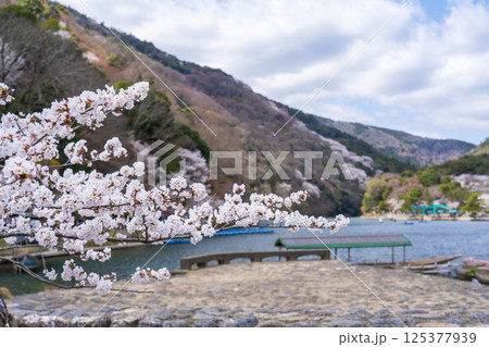 京都嵐山　屋形船のりばと桜 125377939