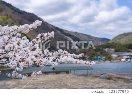 京都嵐山　屋形船のりばと桜 125377940