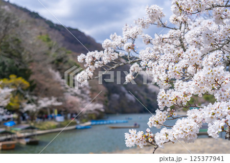 京都嵐山　屋形船のりばと桜 125377941