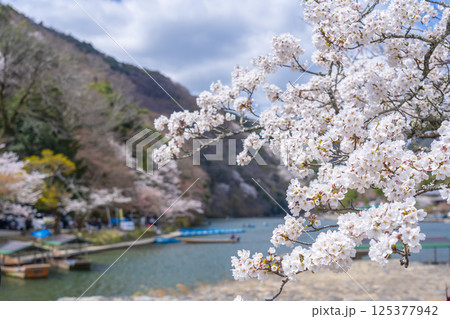 京都嵐山　屋形船のりばと桜 125377942