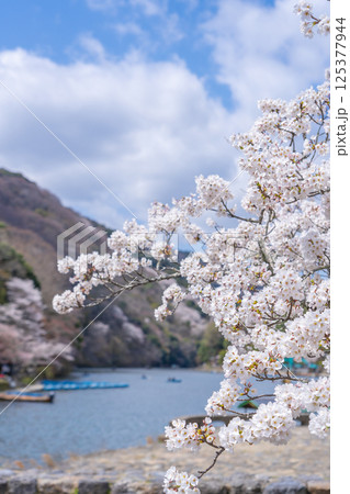 京都嵐山　屋形船のりばと桜 125377944