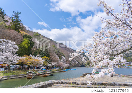 京都嵐山　屋形船のりばと桜 125377946