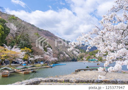京都嵐山　屋形船のりばと桜 125377947