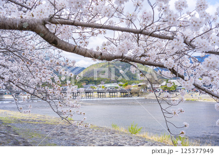 京都嵐山　渡月橋と満開の桜　中之島公園より 125377949