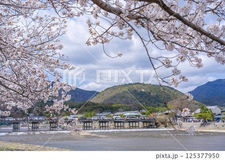 京都嵐山　渡月橋と満開の桜　中之島公園より 125377950