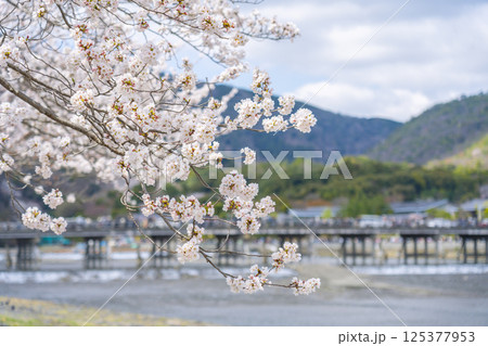 京都嵐山 渡月橋と満開の桜 中之島公園より 京都嵐山 渡月橋と満開の桜 中之島公園より 125377953
