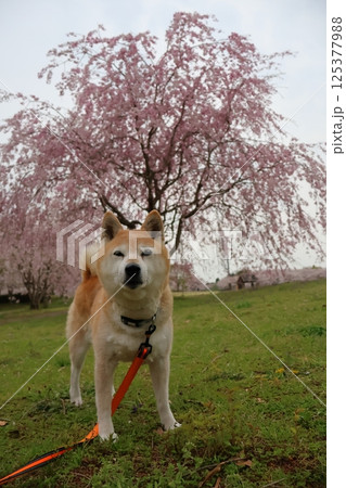 柴犬 柴犬 125377988