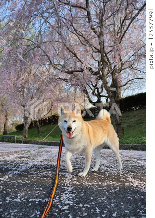柴犬 柴犬 125377991