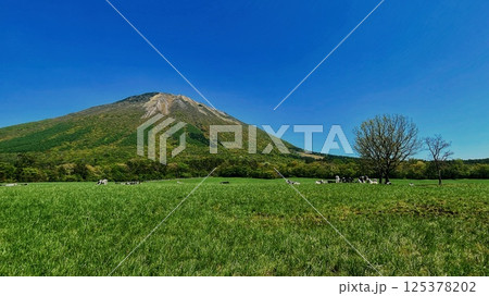 夏の大山と放牧場 夏の大山と放牧場 125378202