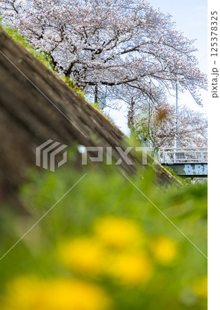 満開の桜とタンポポのある景色 125378325