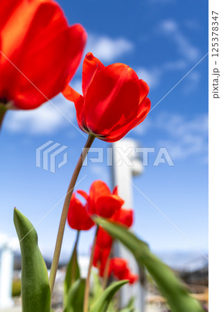 赤いチューリップ 125378347