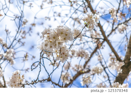 青空に映える桜 125378348